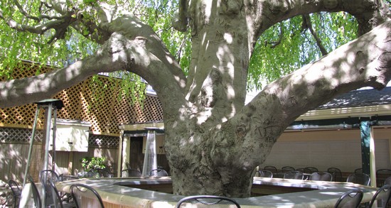 Beech Tree Cantina In Hyannis Ma Trimark United East Project Portfolio