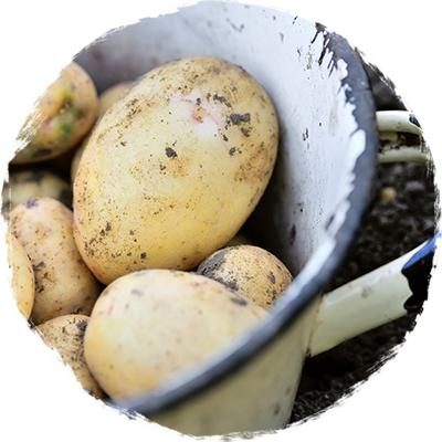 Organic freshly harvested potatoes