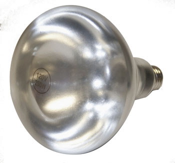 Globe CHL-BULB Light Bulb